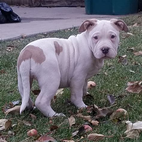 american bully puppies for sale colorado|american bully for sale listing.